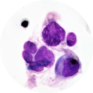 Cytopatologycal staning