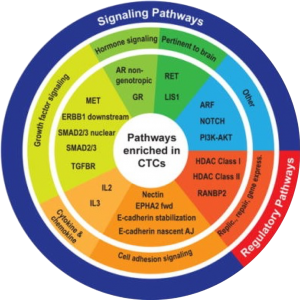 Schema of Molecular Analyses